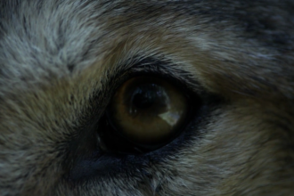 Coyote