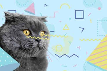 L’art du community management, expliqué par votre chat !