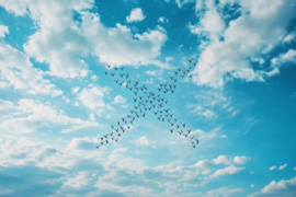 Oiseaux dans le ciel formant un X (Twitter)