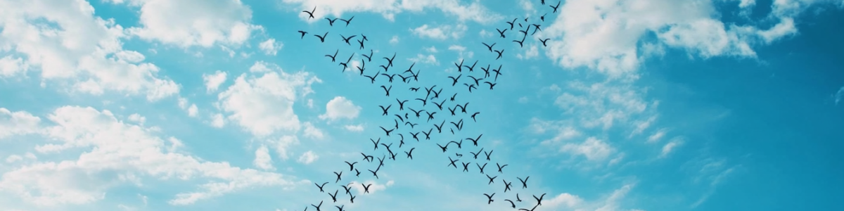 Oiseaux dans le ciel formant un X (Twitter)